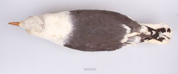 Media type: image;   Ornithology 250167